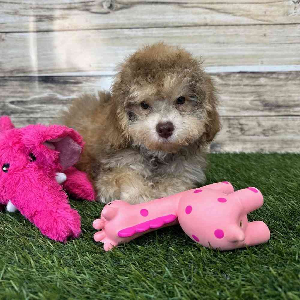 Female Mini NewfyPoo Puppy for Sale in Saugus, MA