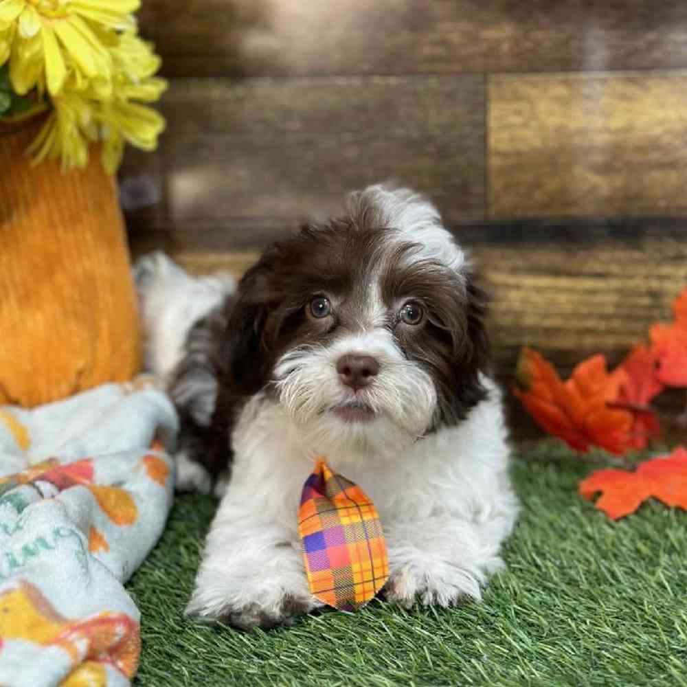 Male Havanese Puppy for Sale in Saugus, MA