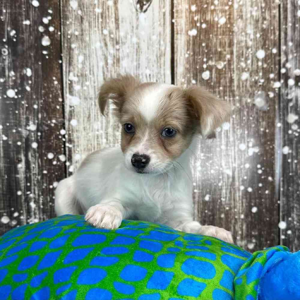 Male Chihuahua Puppy for Sale in Saugus, MA