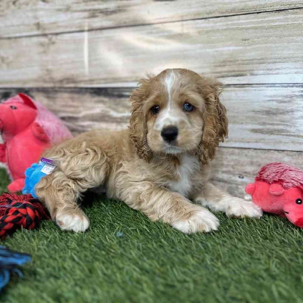 Male Cockalier Puppy for Sale in Saugus, MA