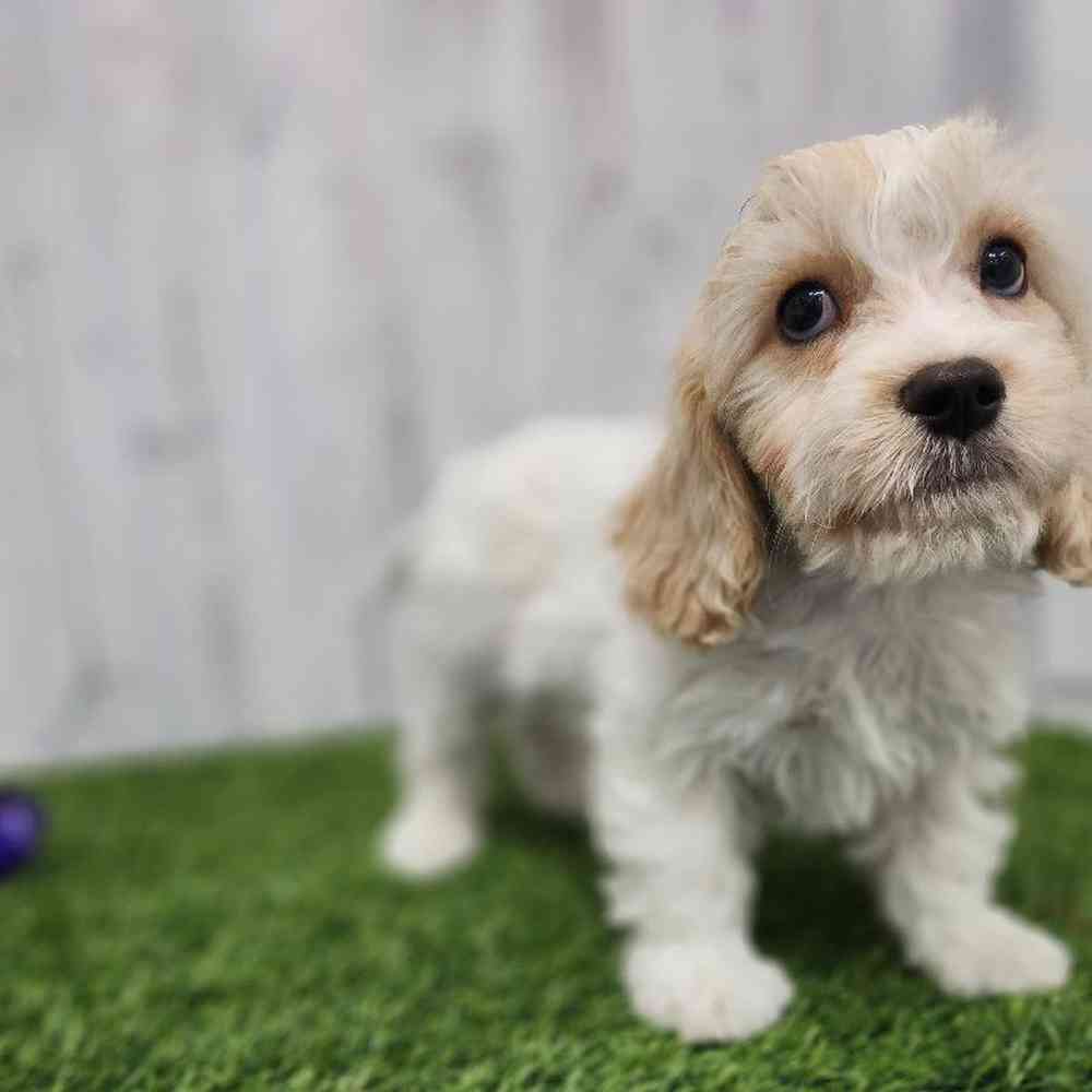 Male Cavachon Puppy for Sale in Braintree, MA