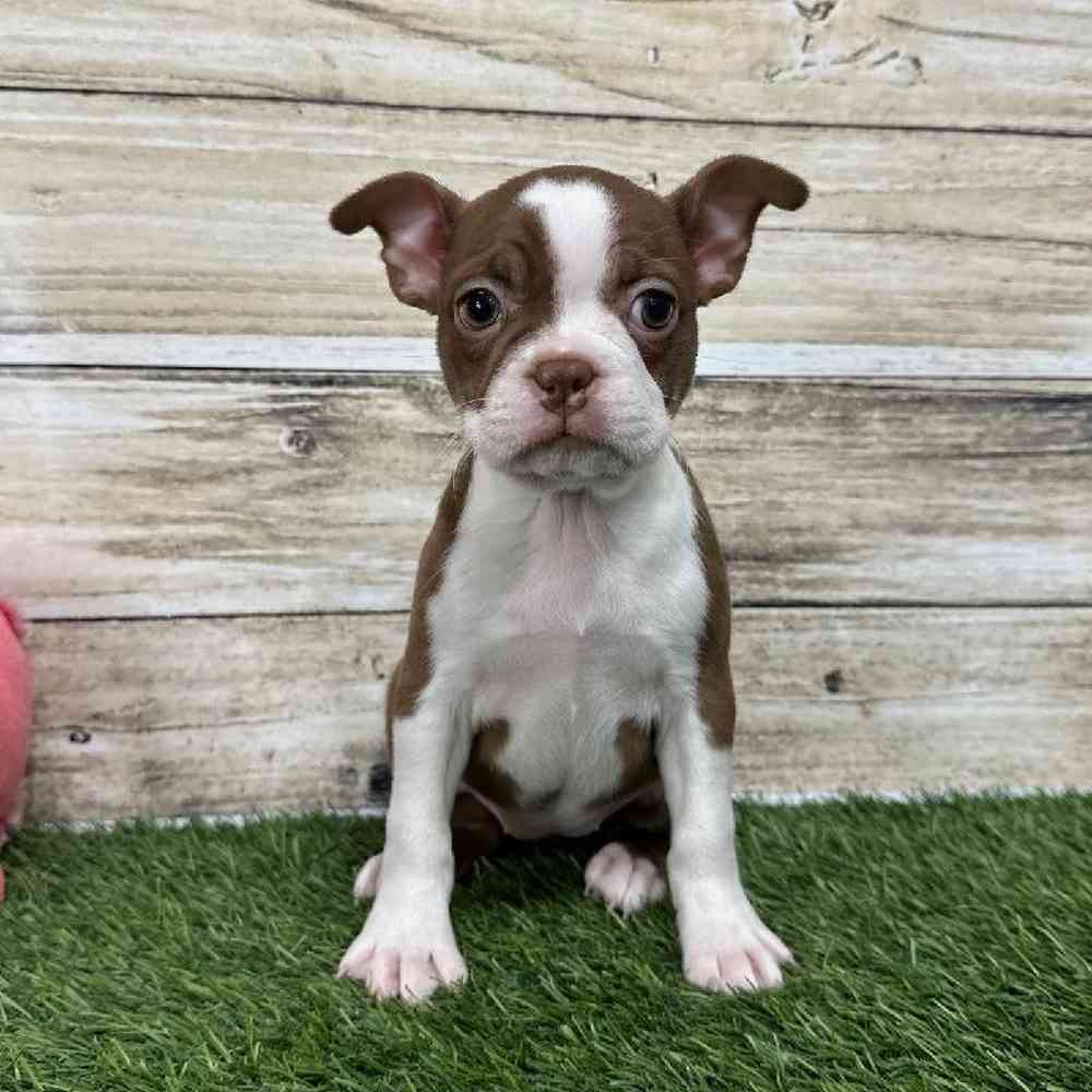 Female Boston Terrier Puppy for Sale in Saugus, MA