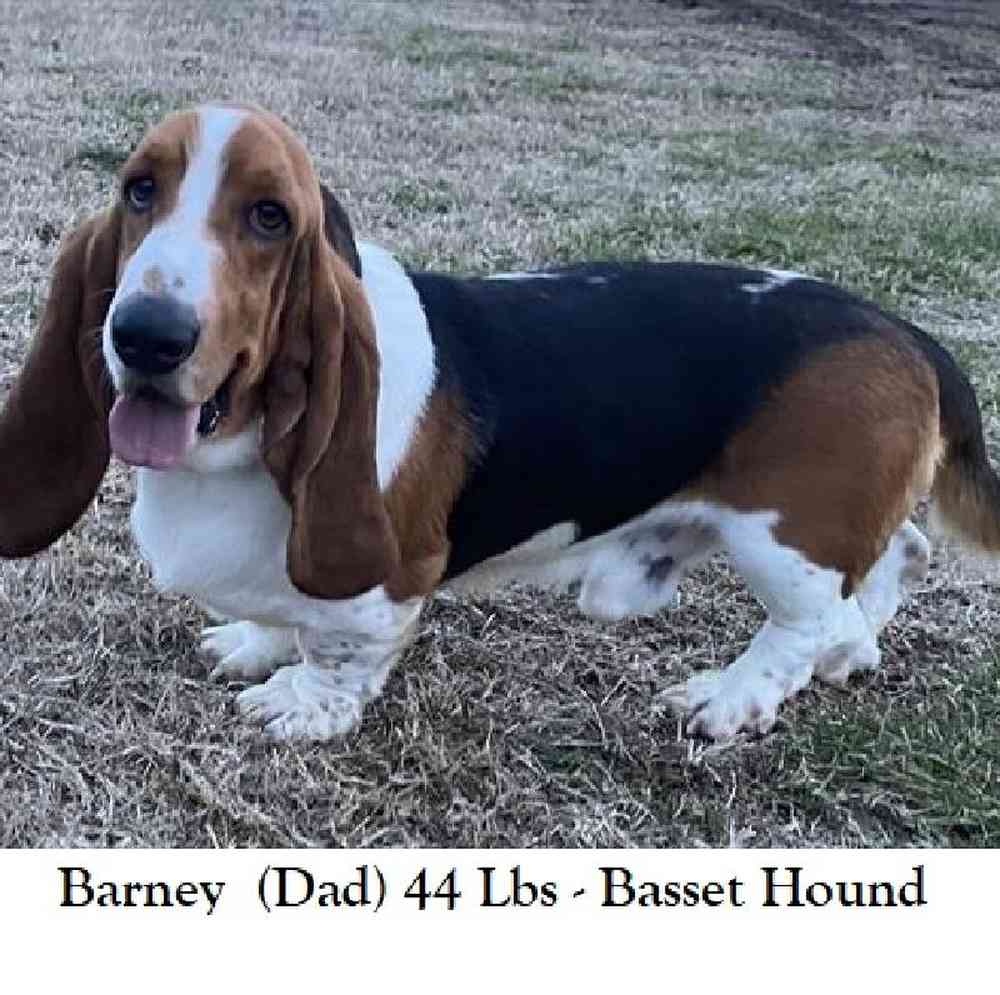 Male Basset Hound Puppy for Sale in Saugus, MA