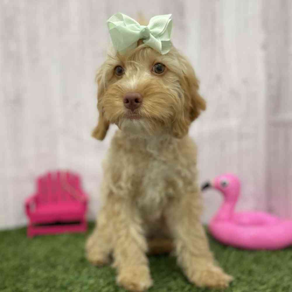 Female Cockapoo Puppy for Sale in Braintree, MA