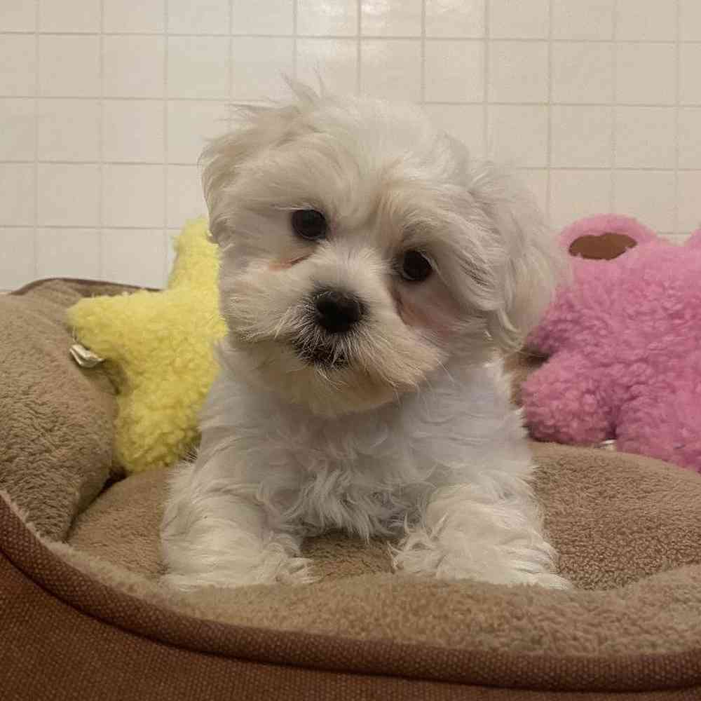 Female Teddy Bear (Zuchon) Puppy for sale