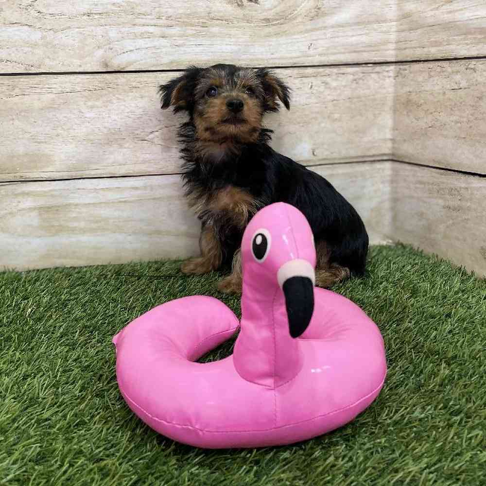 Male Chorkie Puppy for Sale in Braintree, MA