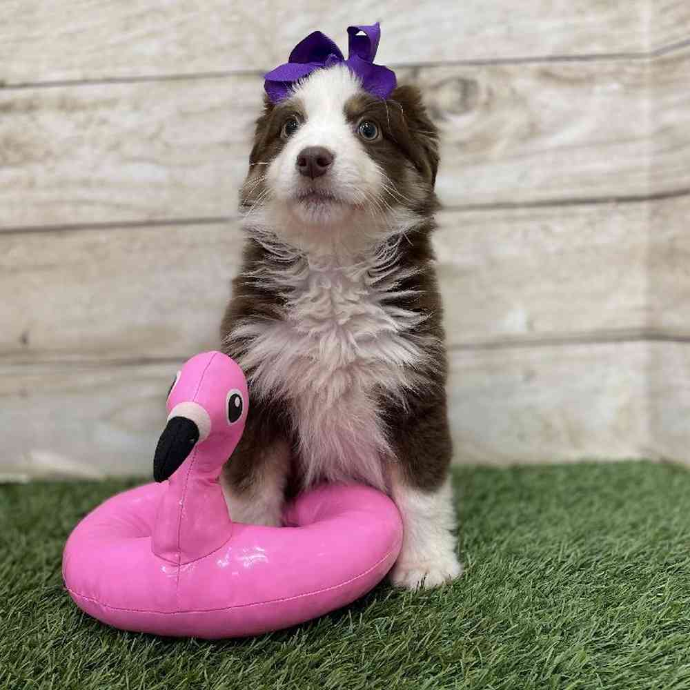 Female Miniature Australian Shepherd Puppy for Sale in Braintree, MA