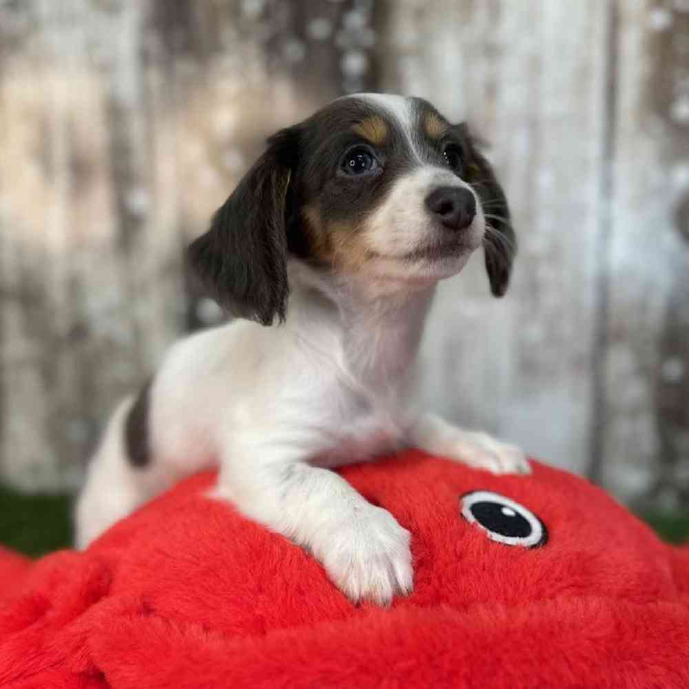 Female Chiweenie Puppy for Sale in Saugus, MA
