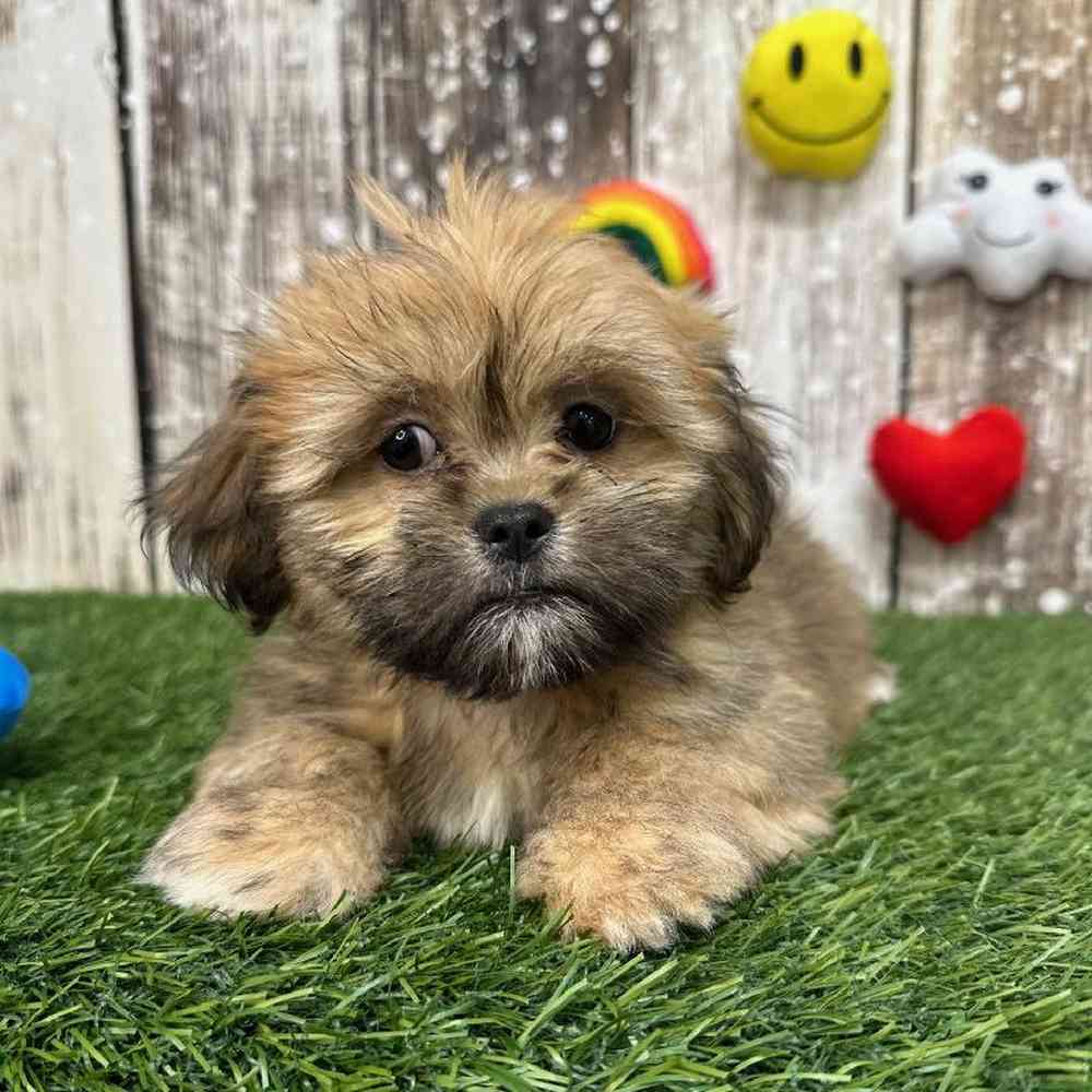 Female Lhasa Apso Puppy for Sale in Saugus, MA