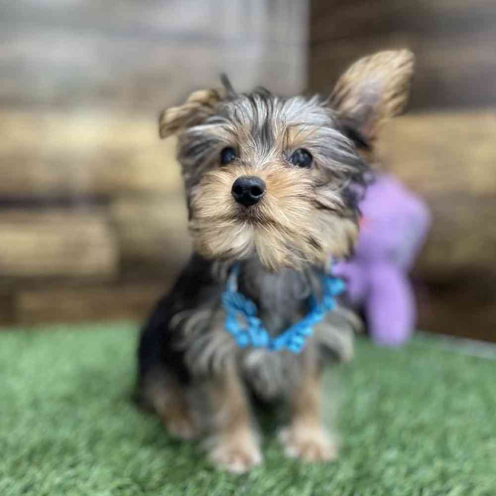 Female Yorkshire Terrier Puppy for Sale in Braintree, MA