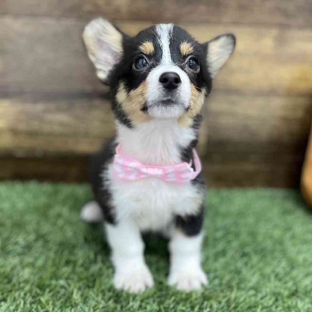 Female Pembroke Welsh Corgi Puppy for Sale in Braintree, MA