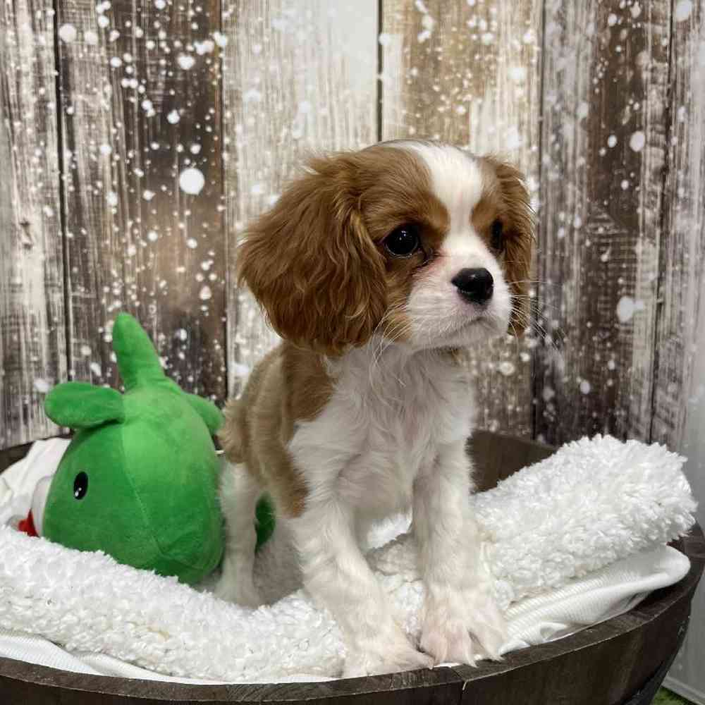 Female Cavapoo Puppy for Sale in Saugus, MA