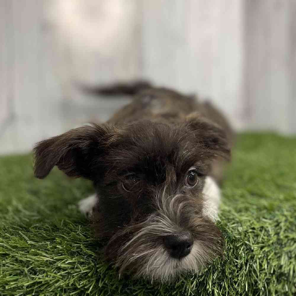 Female La-Westie Puppy for sale