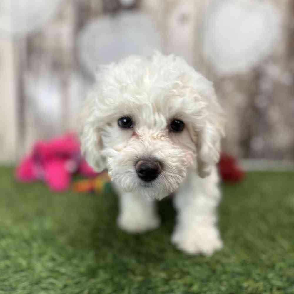 Female Bichon Frise Puppy for Sale in Saugus, MA