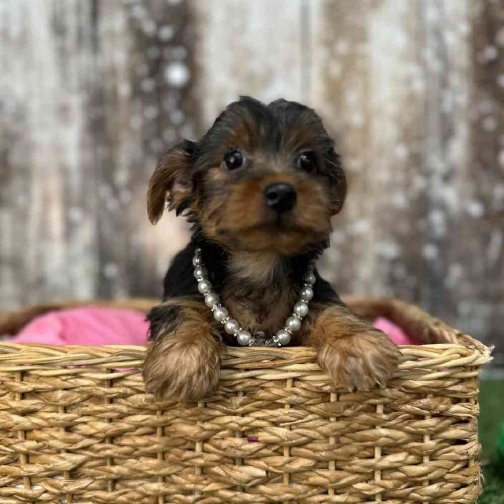 Female Yorkshire Terrier Puppy for Sale in Saugus, MA