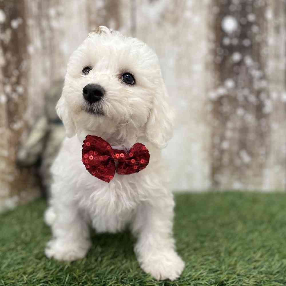 Male Bichon Frise Puppy for Sale in Braintree, MA