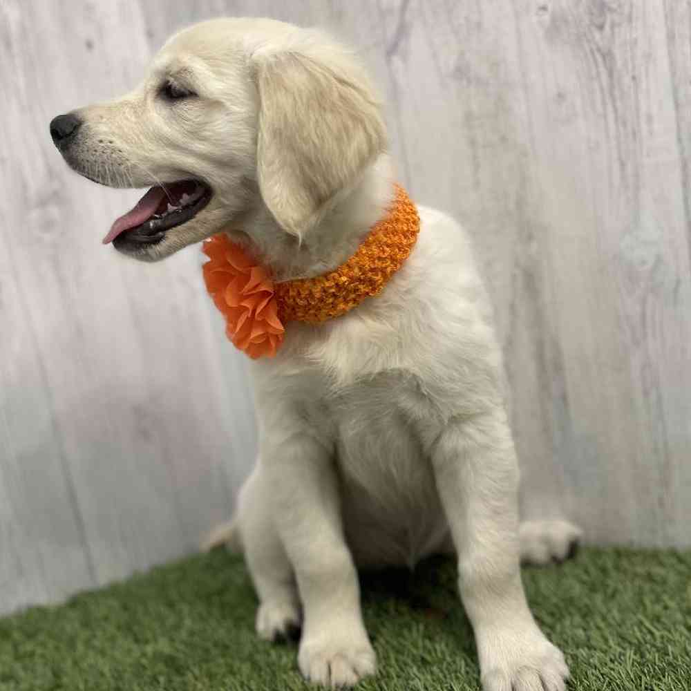 Female Golden Retriever Puppy for sale