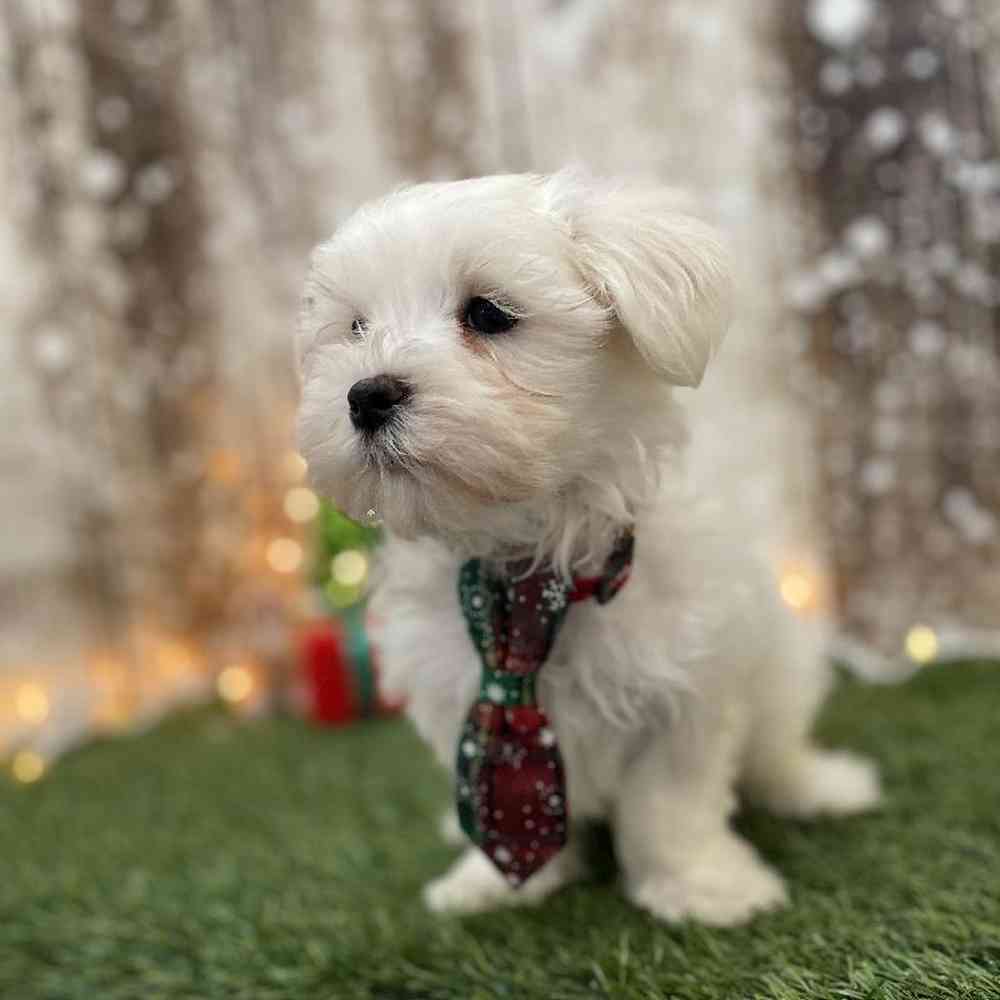 Male Maltese Puppy for Sale in Braintree, MA