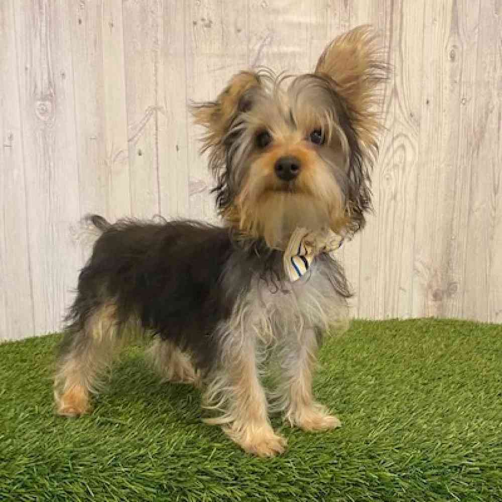 Male Yorkshire Terrier Puppy for Sale in Saugus, MA