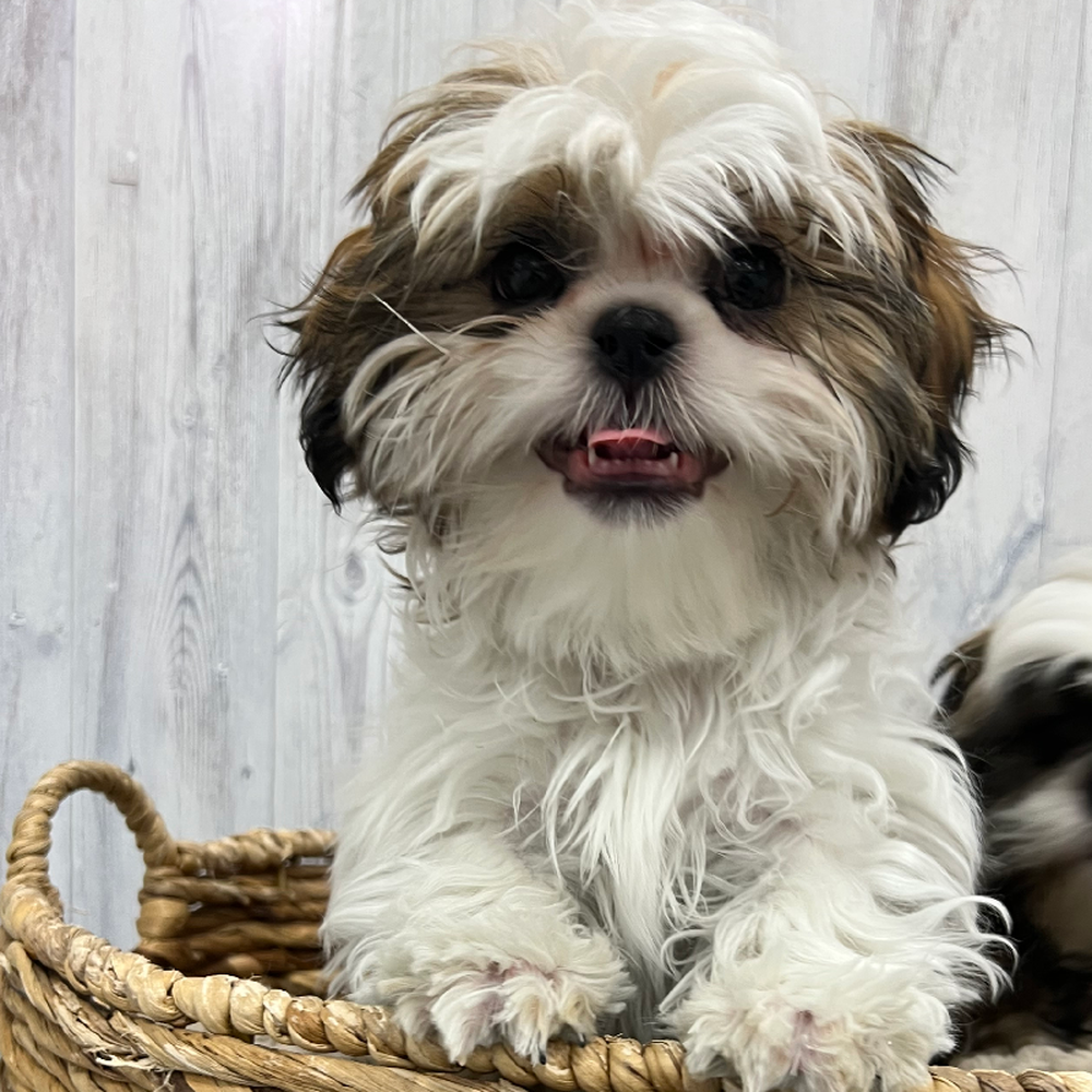Male Shih Tzu Puppy for Sale in Braintree, MA