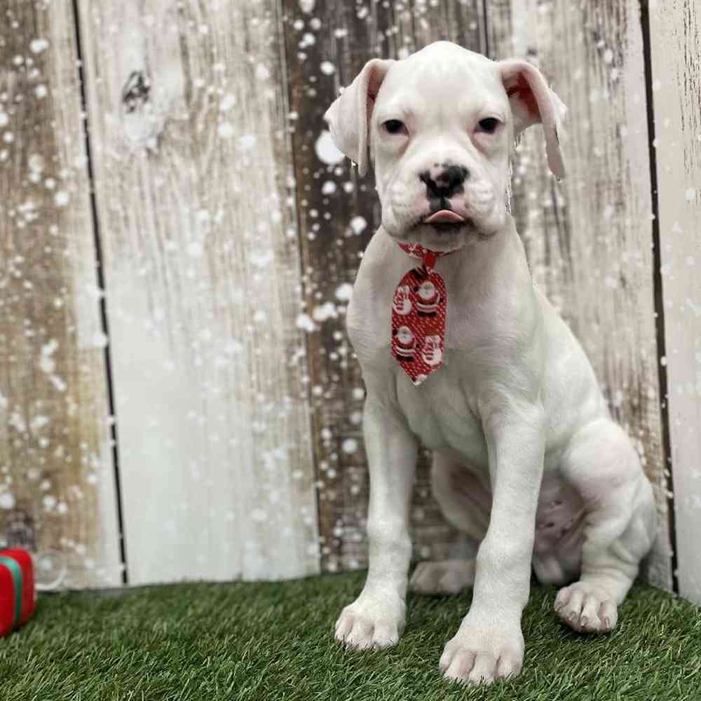Male Boxer Puppy for Sale in Braintree, MA