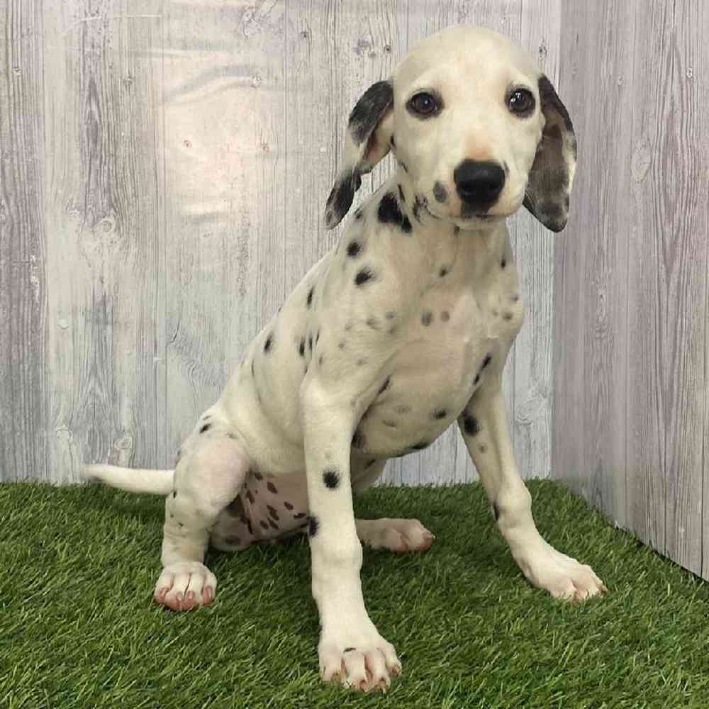 Female Dalmatian Puppy for Sale in Saugus, MA