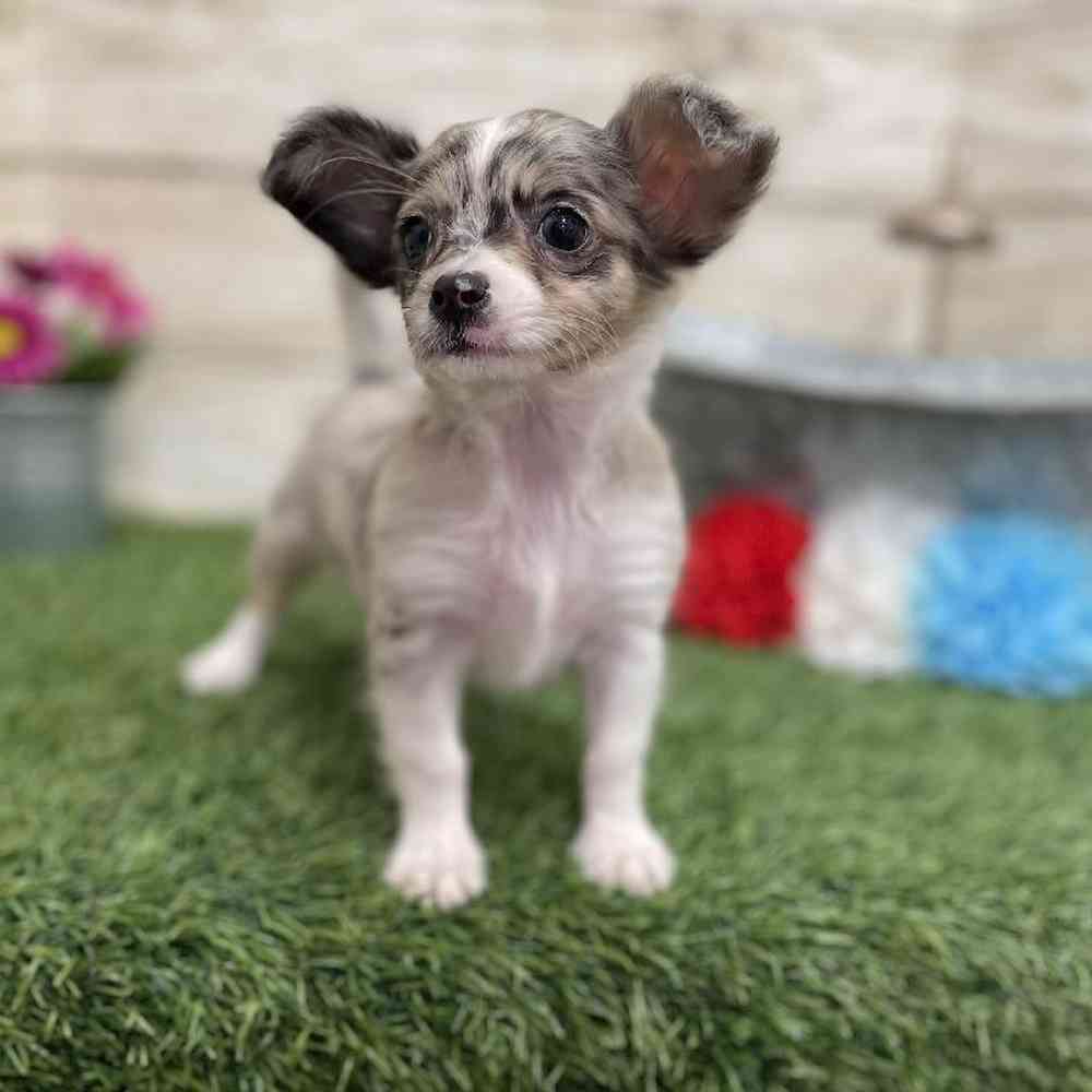 Male Chihuahua Puppy for Sale in Braintree, MA