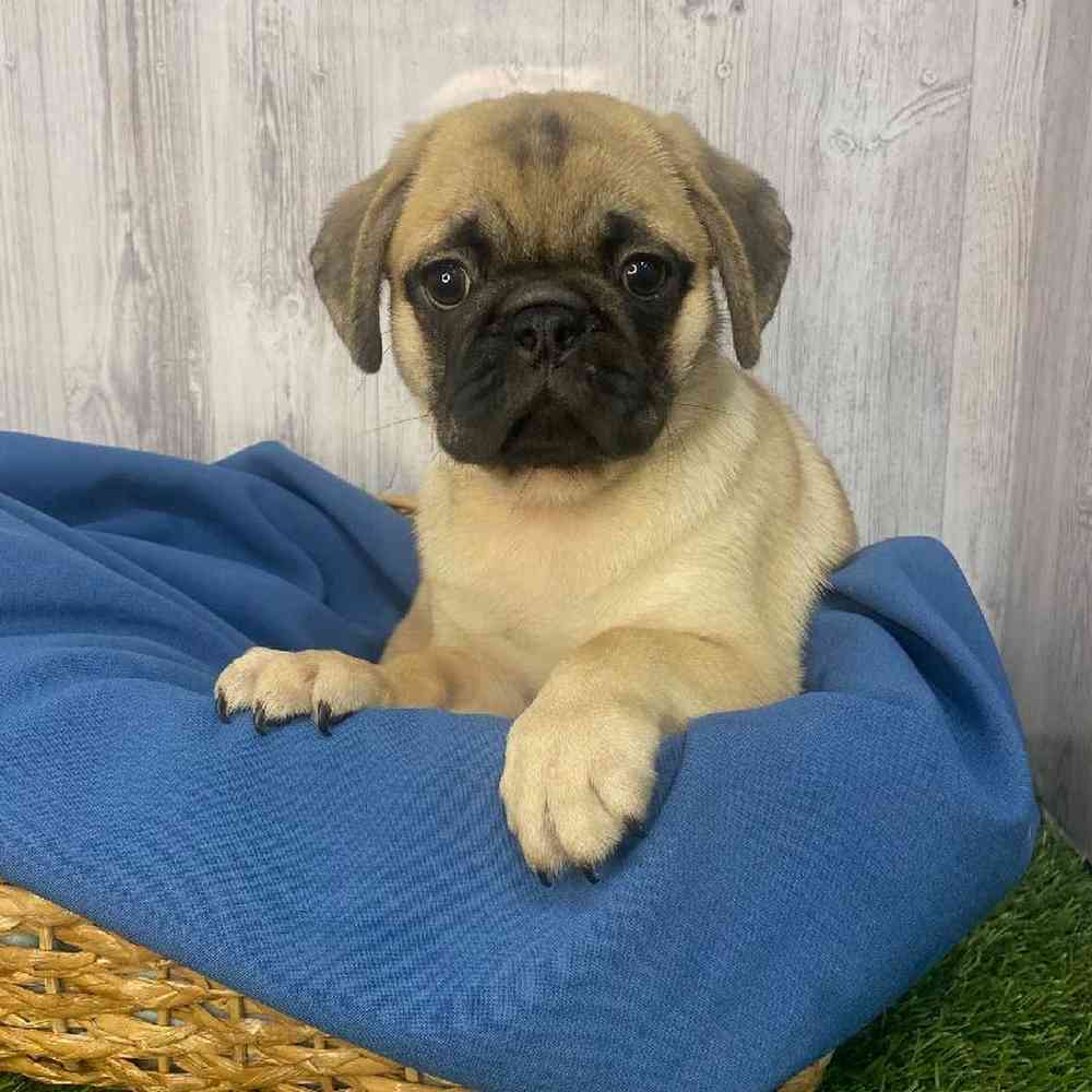 Male Pug Puppy for Sale in Saugus, MA
