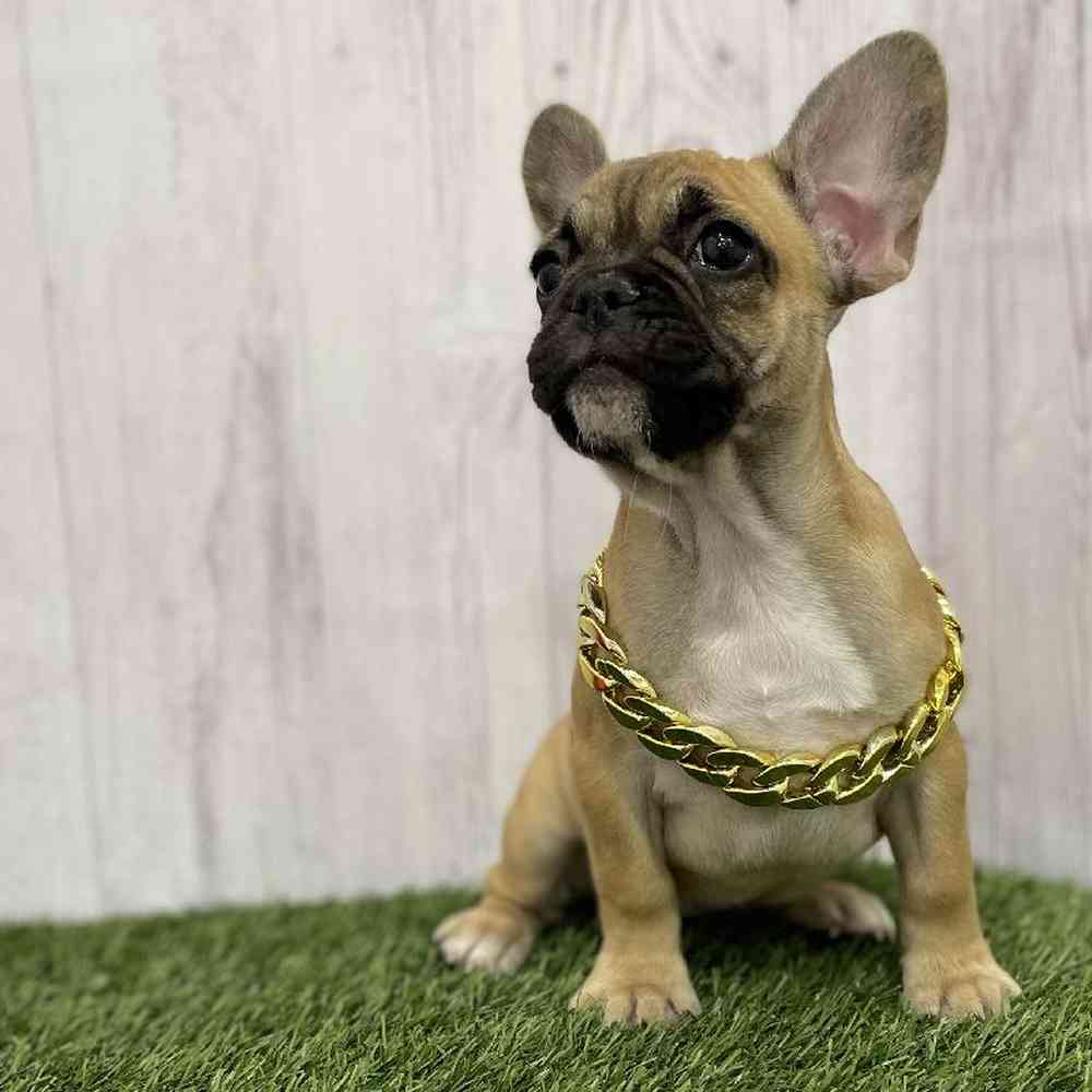 Female French Bulldog Puppy for Sale in Braintree, MA
