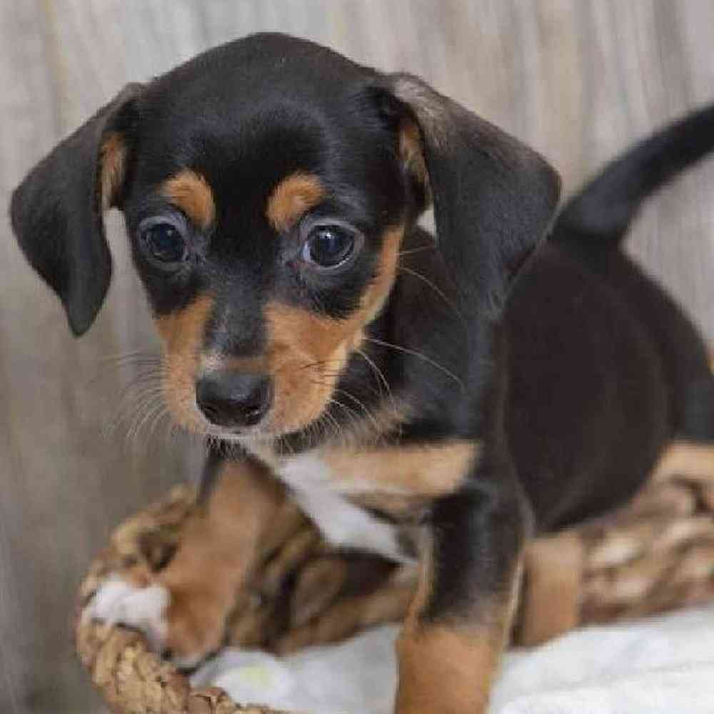 Female Chiweenie Puppy for sale