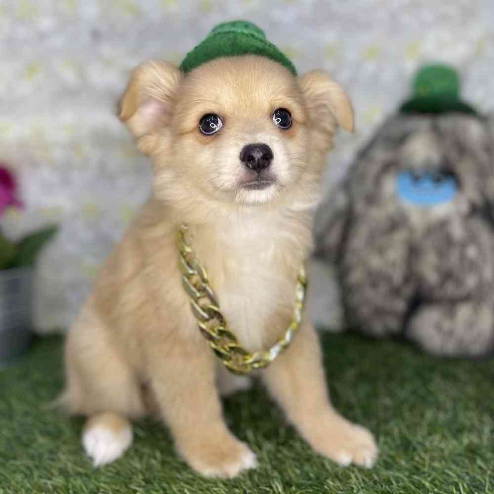 Male Aussie Pom Puppy for Sale in Braintree, MA