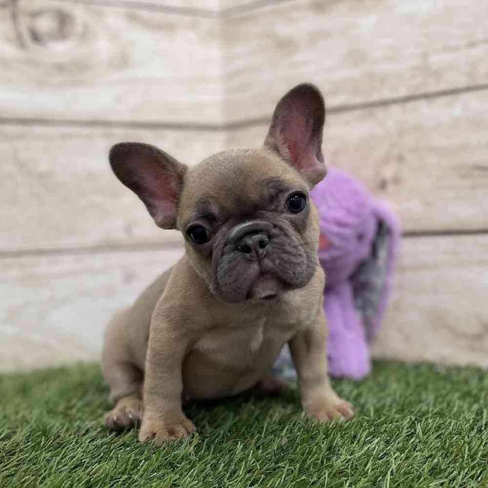 Female French Bulldog Puppy for Sale in Braintree, MA