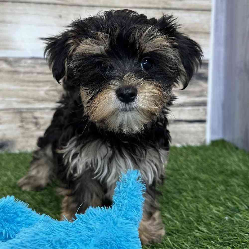 Male Morkie Puppy for Sale in Saugus, MA