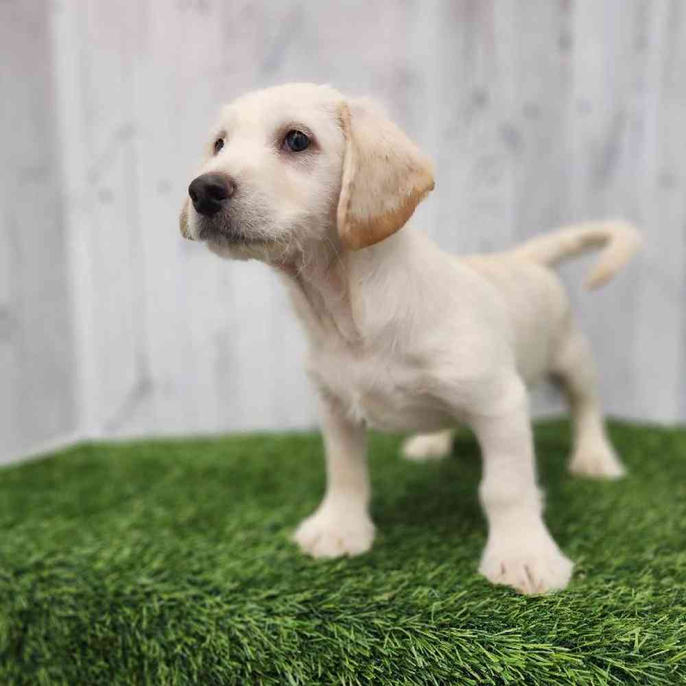 Male Mini Labradoodle Puppy for Sale in Braintree, MA