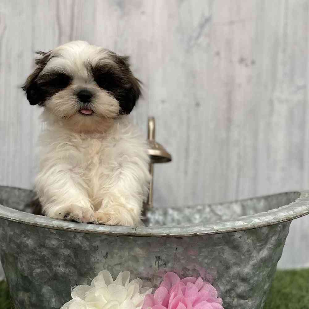 Female Shih Tzu Puppy for Sale in Braintree, MA