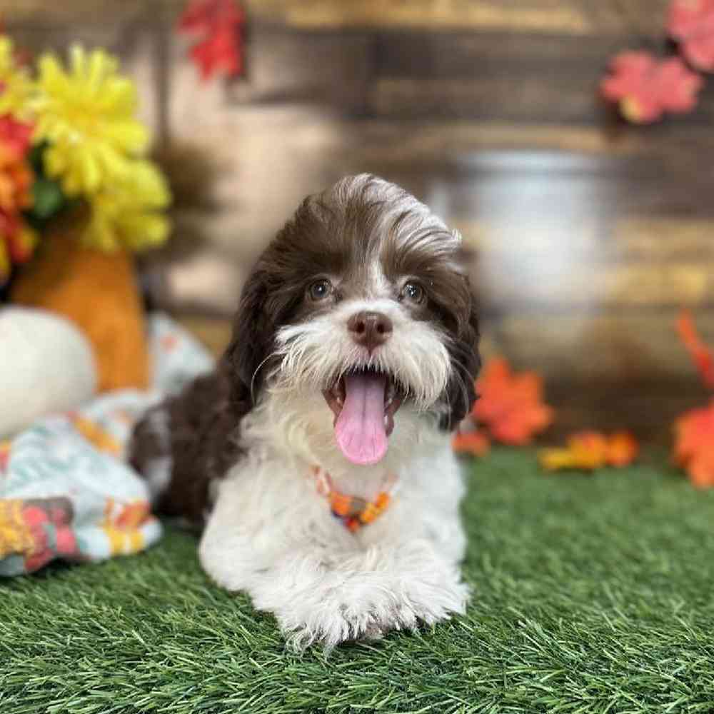 Male Havanese Puppy for Sale in Saugus, MA