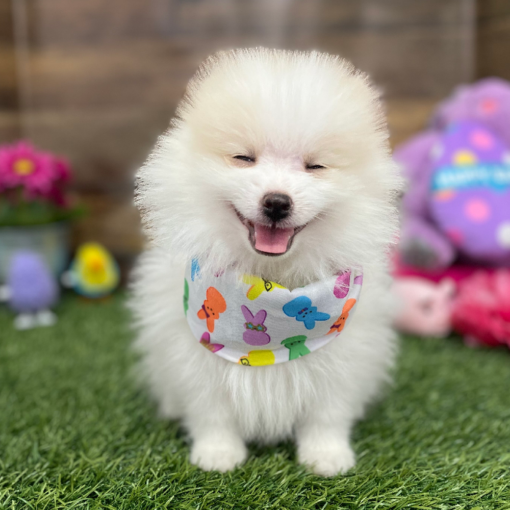Male Pomeranian Puppy for Sale in Braintree, MA