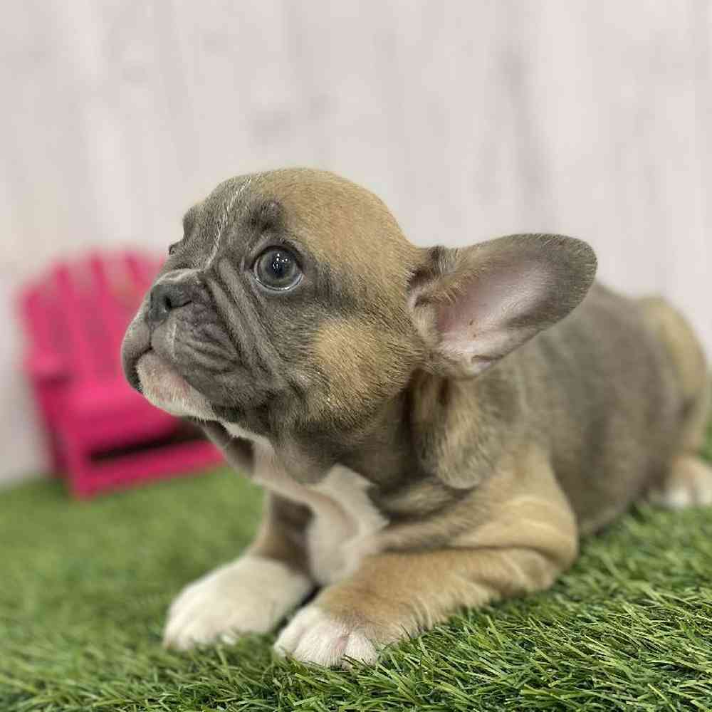 Male French Bulldog Puppy for Sale in Braintree, MA