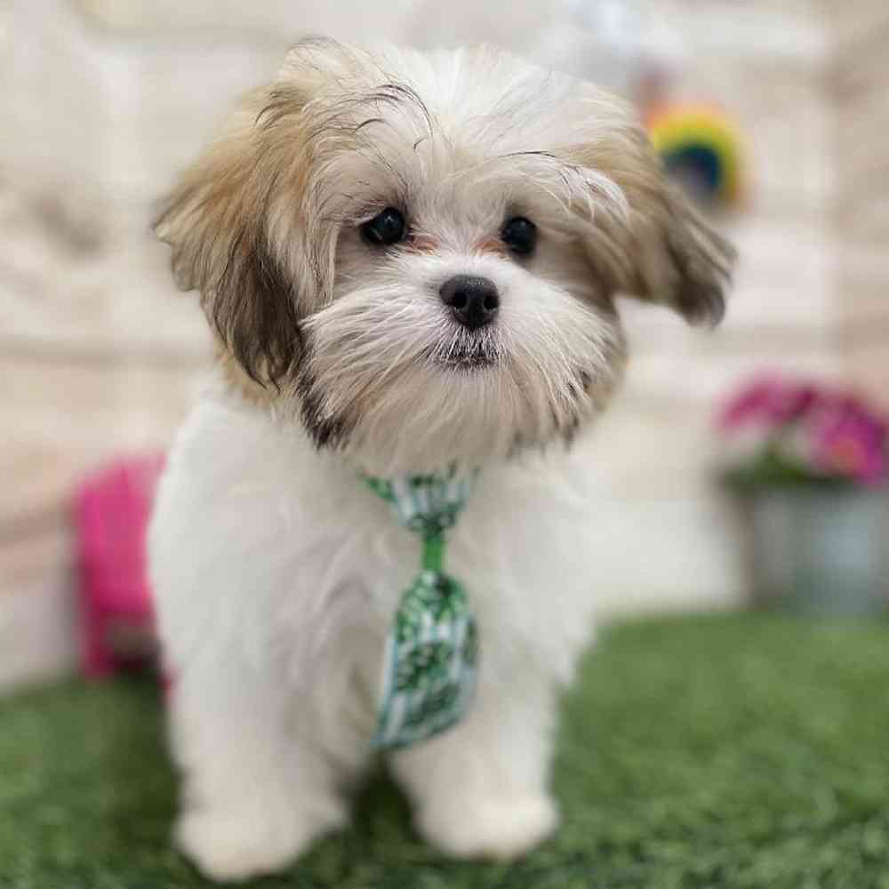 Male Malshi Puppy for Sale in Saugus, MA