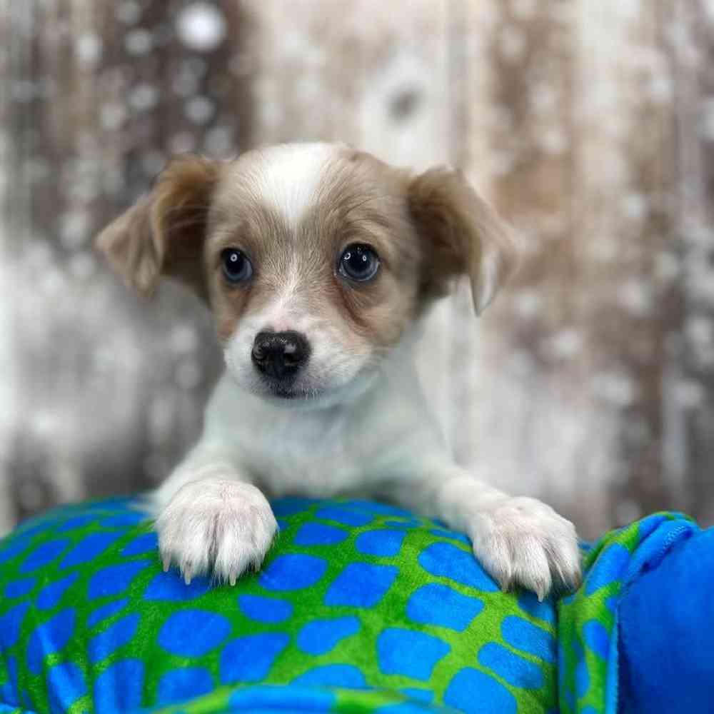 Male Chihuahua Puppy for Sale in Saugus, MA