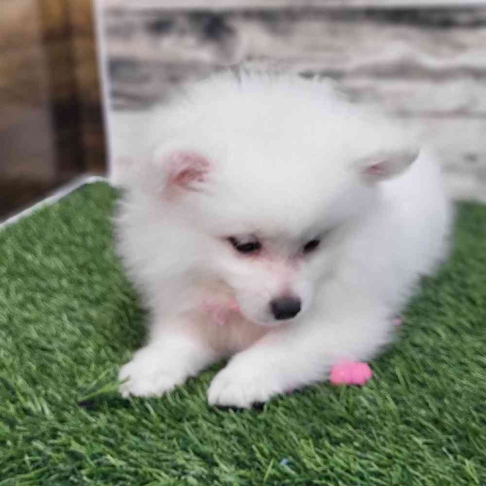 Female American Eskimo Puppy for Sale in Saugus, MA