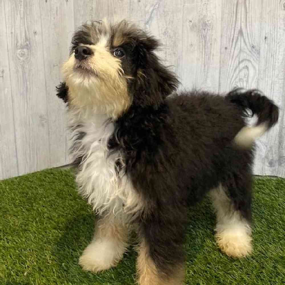 Female Mini Bernedoodle Puppy for sale