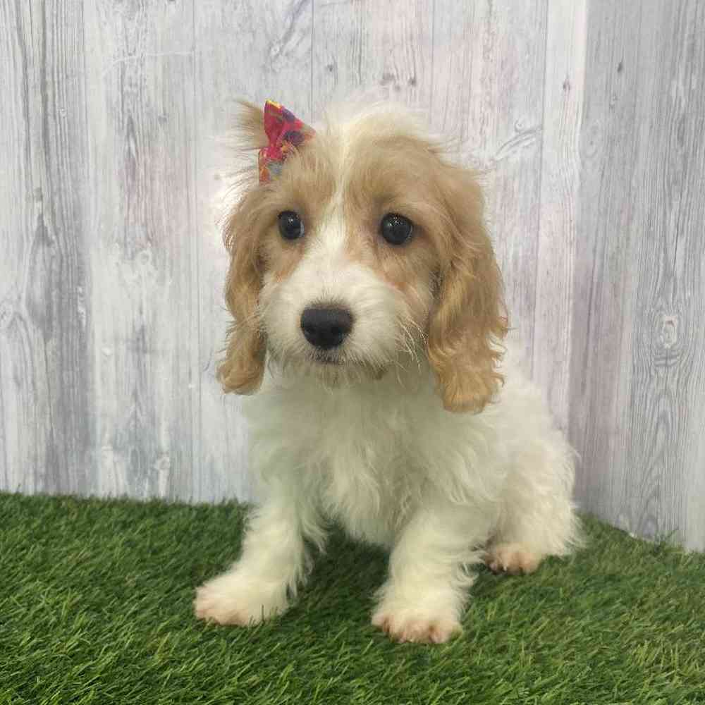 Female Cockapoo Puppy for Sale in Saugus, MA