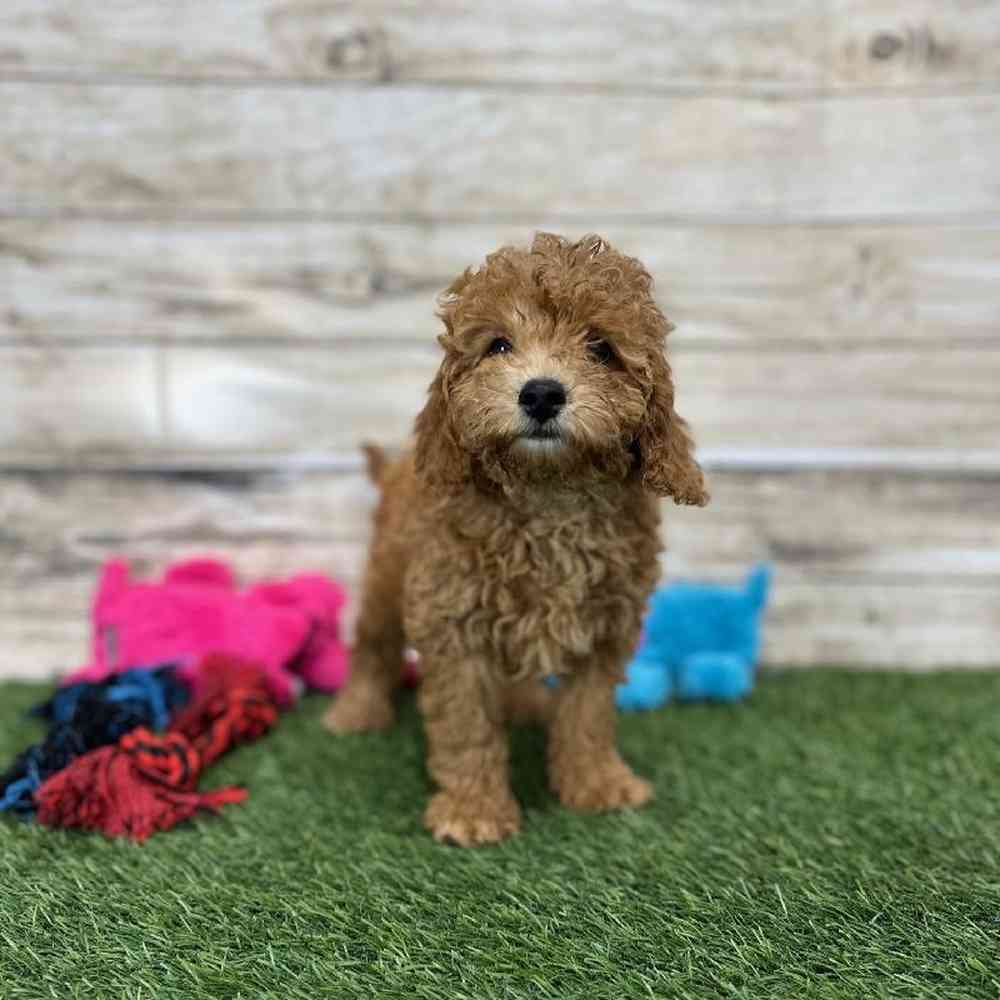 Female Mini Labradoodle 2nd Gen Puppy for Sale in Saugus, MA