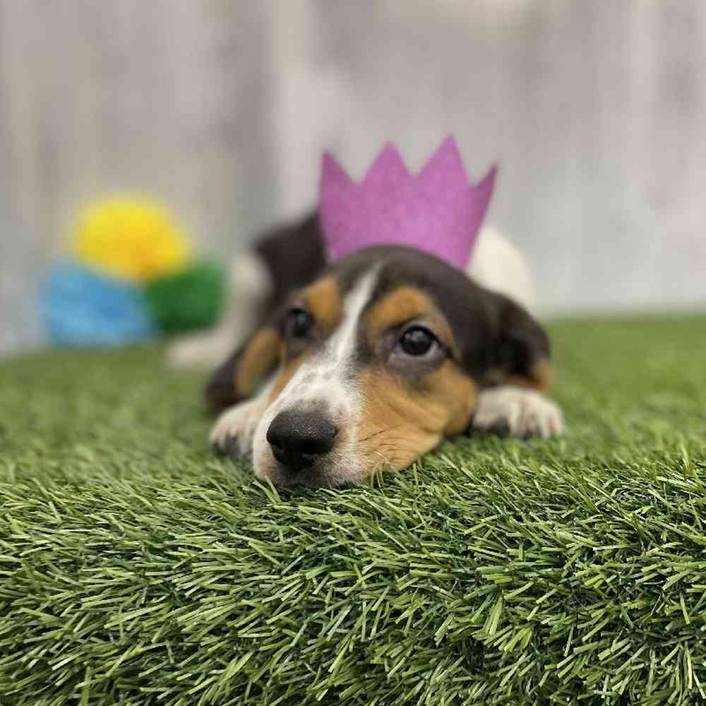 Female Beagle Puppy for sale