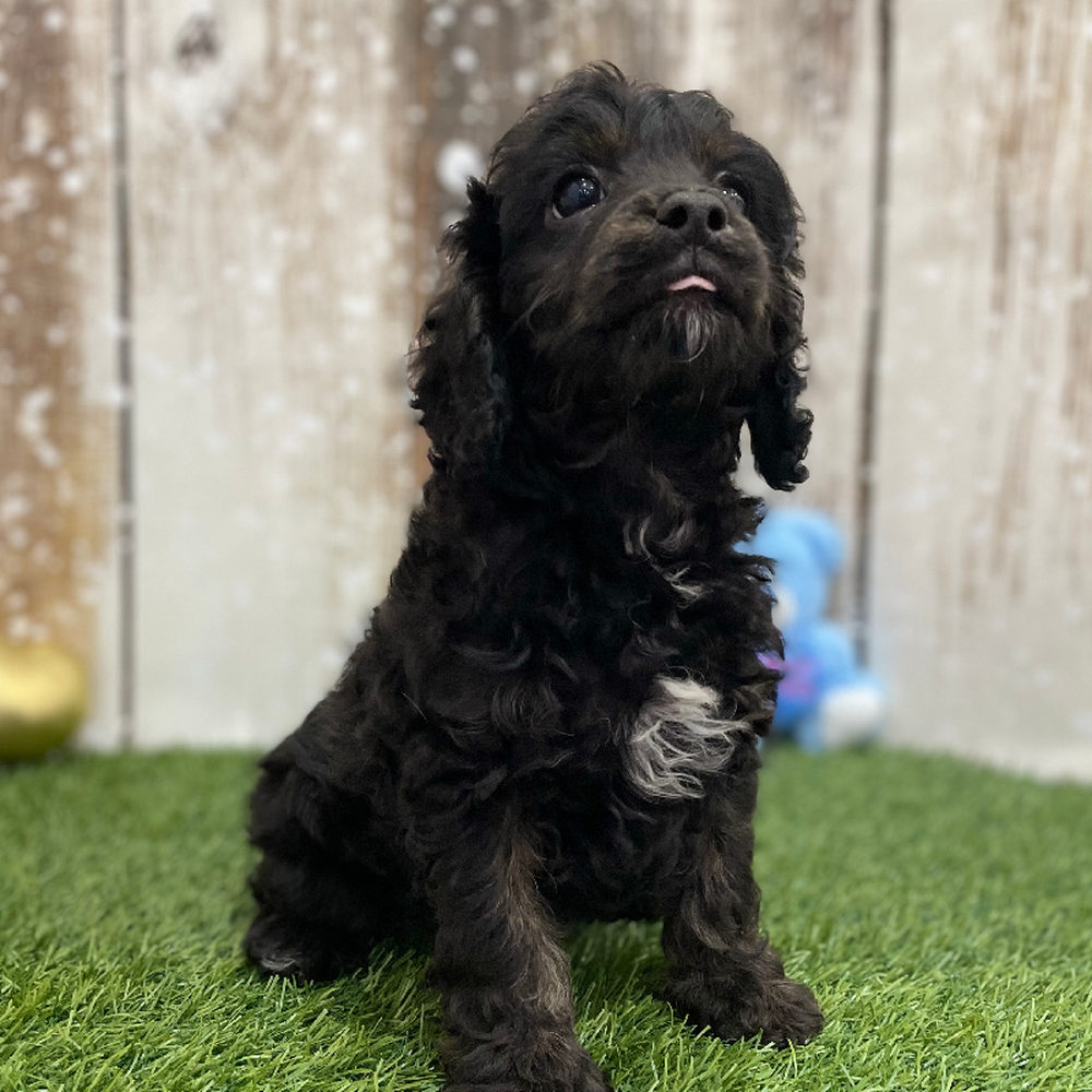 Male Cavapoo Puppy for Sale in Braintree, MA