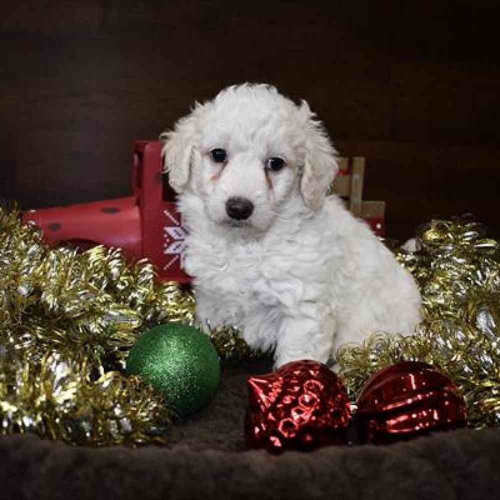 Male Mini Goldendoodle 2nd Gen Puppy for Sale in Saugus, MA