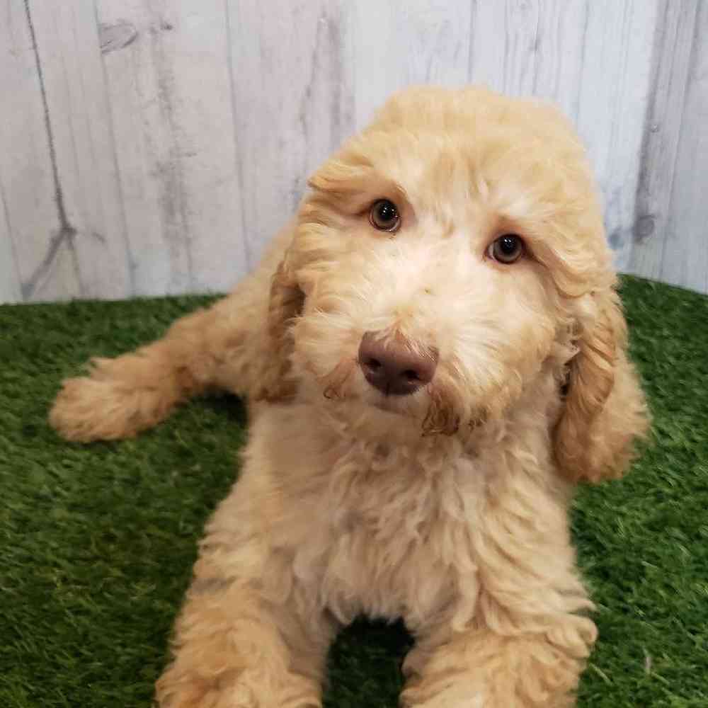 Male Standard Poodle Puppy for sale