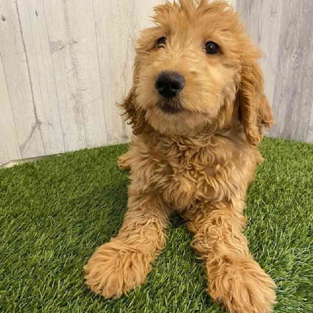 Female Goldendoodle Puppy for sale