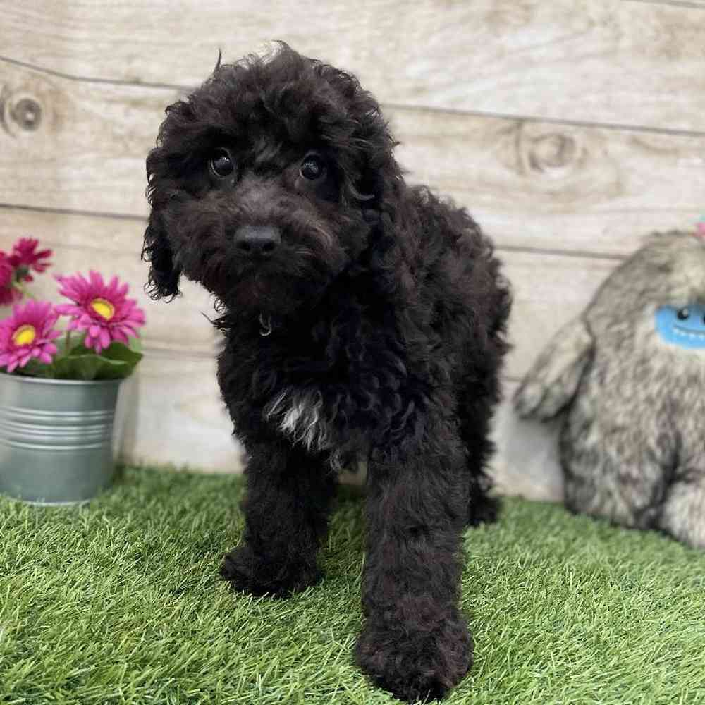 Male Cockapoo 2nd Gen Puppy for Sale in Braintree, MA